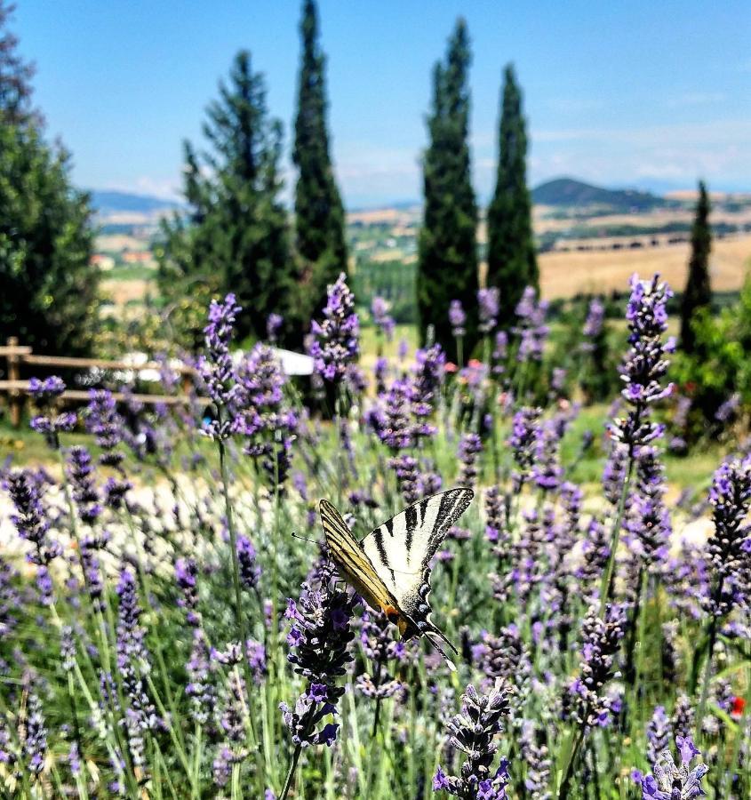 B&B Il Poggio Di Fiore Castellina Marittima Exterior photo